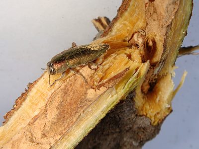 Melobasis propinqua verna, PL4546, non-emerged adult, in Eutaxia diffusa (PJL 3402) stem base, MU, photo by A.M.P. Stolarski, 12.9 × 4.1 mm